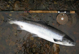 A fresh Scottish salmon (grilse) caught on the river Nairn on a Needle Tube Fly 